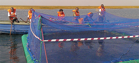 Yalelo-Fischzucht am Kariba-See