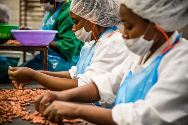 Mitarbeiter*innen von Greenforest Foods sortieren die Nüsse für den Verkauf. Mitarbeiter*innen von Greenforest Foods sortieren die Nüsse für den Verkauf.